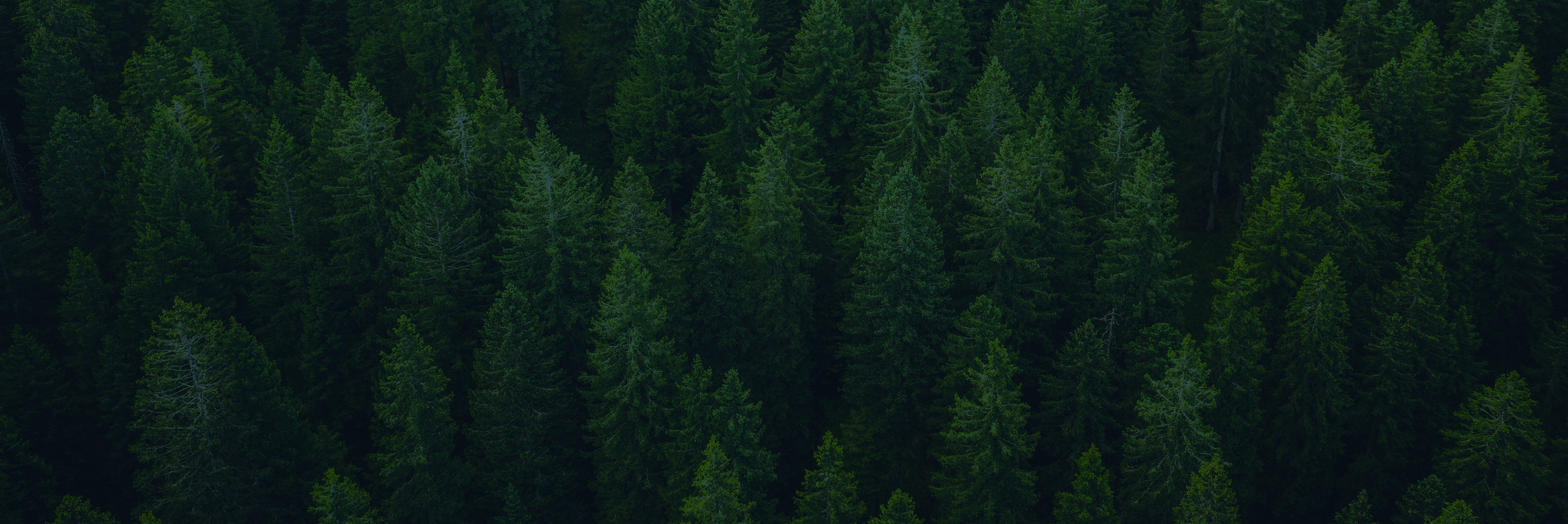 Trees in a forest