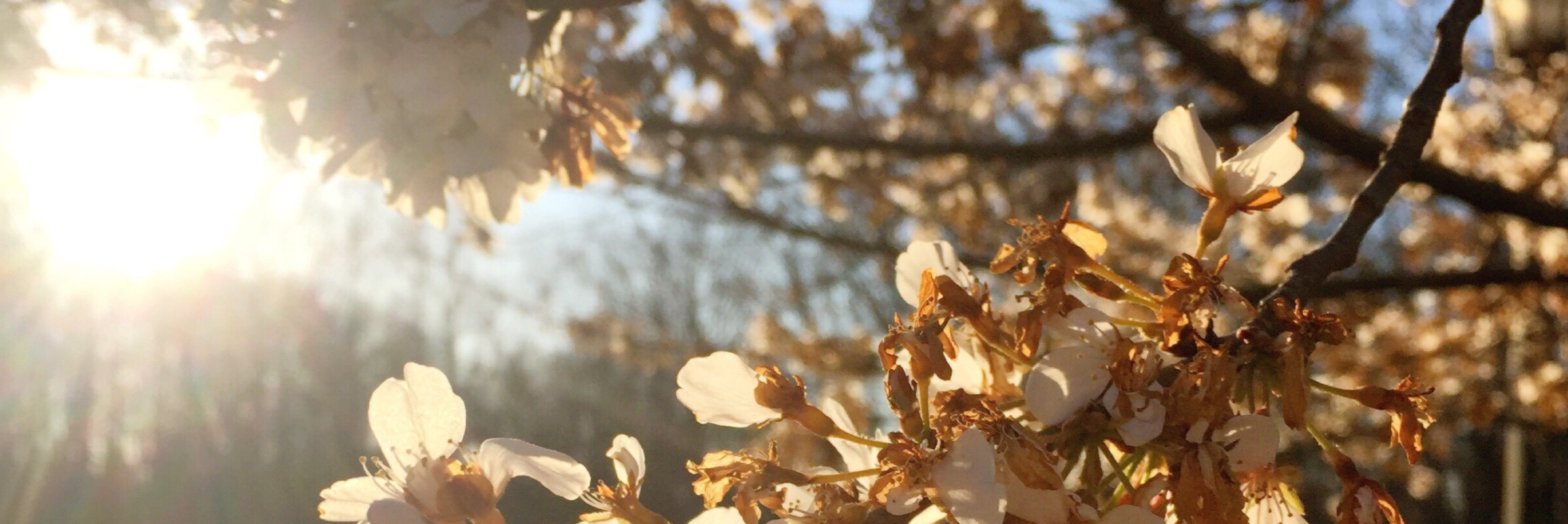 Flowers on tree