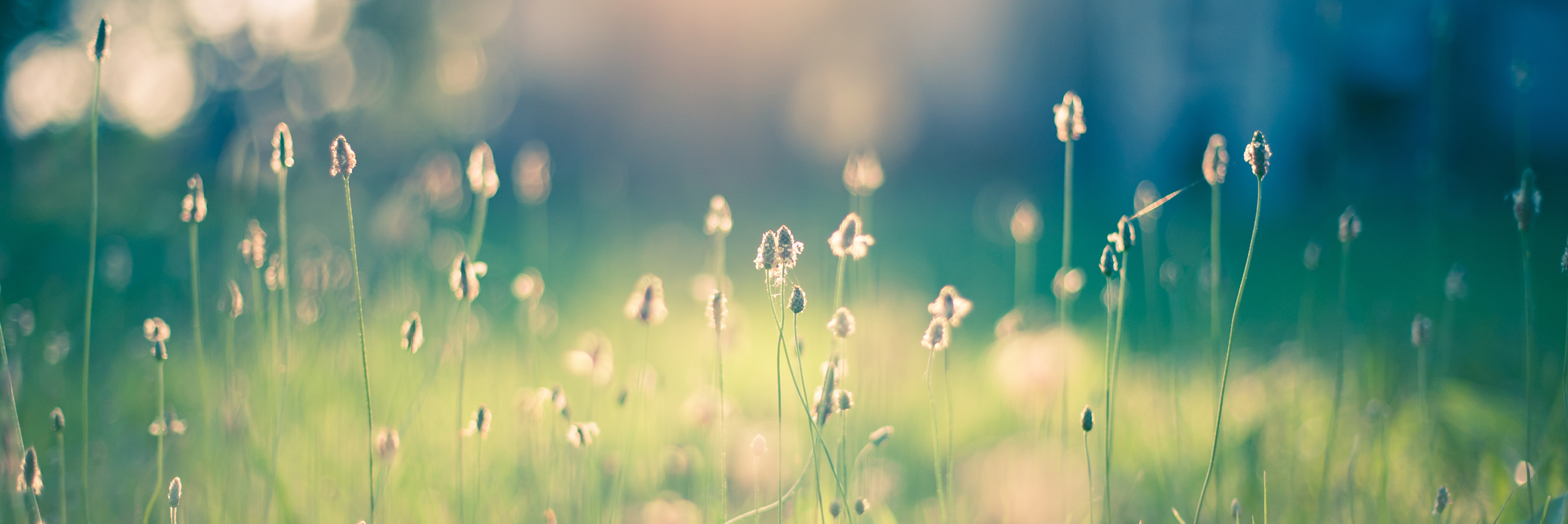 Field flowers