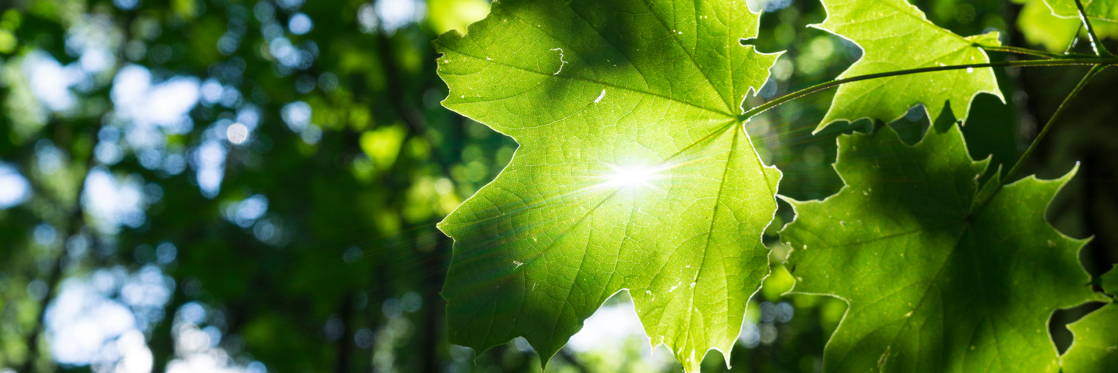 Leaves on tree