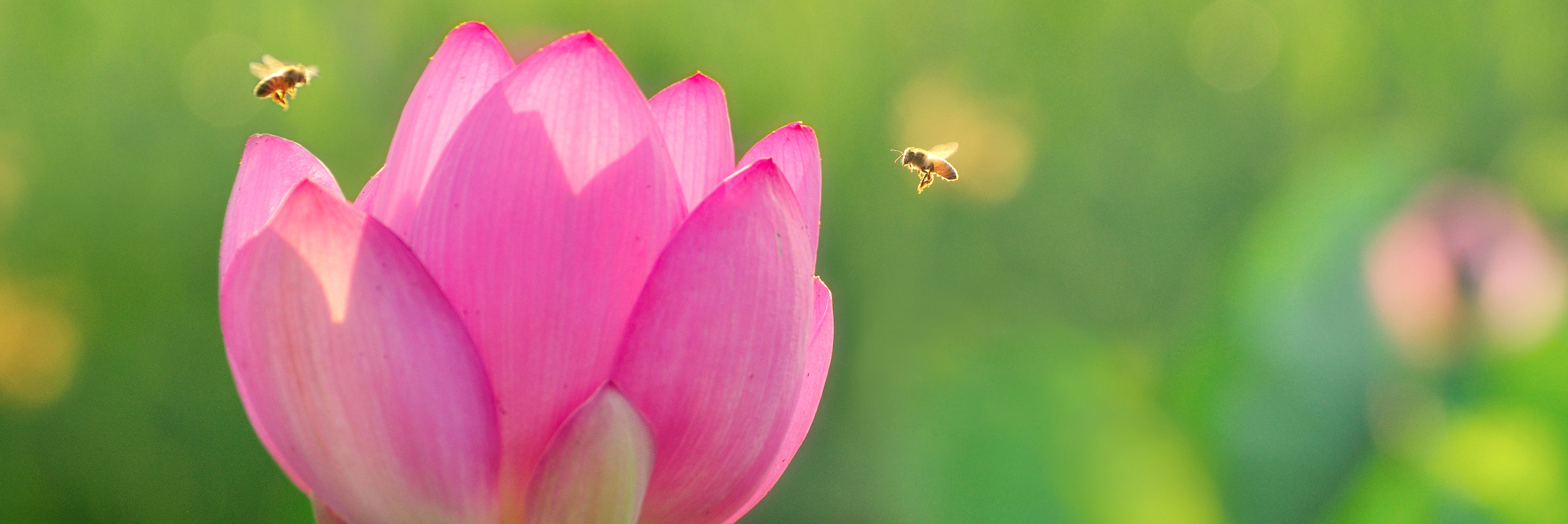 Flower with bees