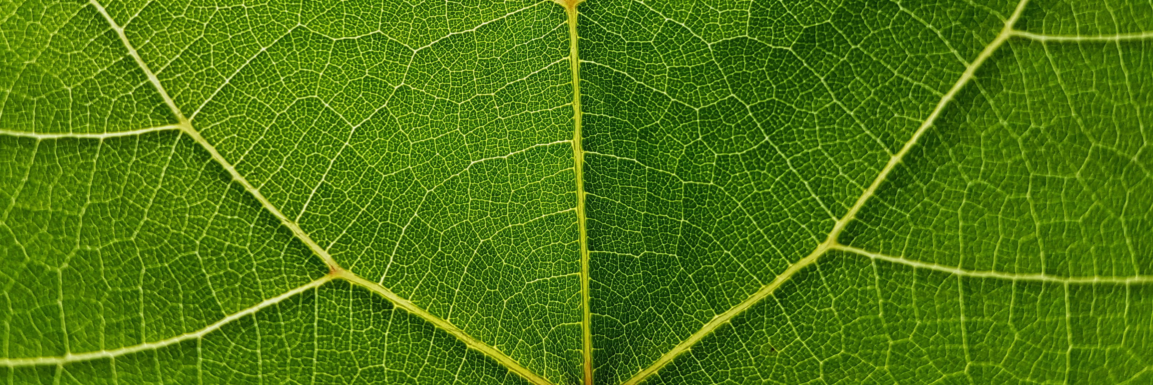 A leaf