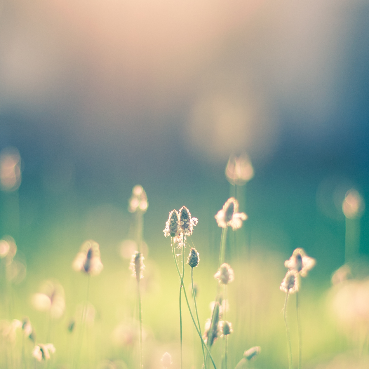 Flower buds in a field